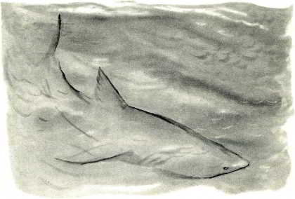 Акула. Иллюстрация № 5