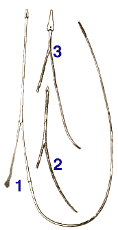 Анатомия и эволюция языка дятла. Иллюстрация № 5