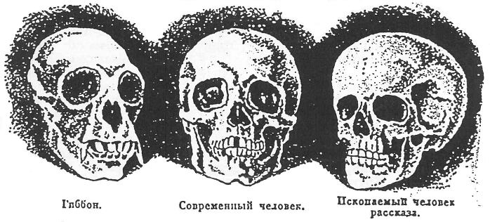 Тайна ископаемого черепа. Иллюстрация № 2