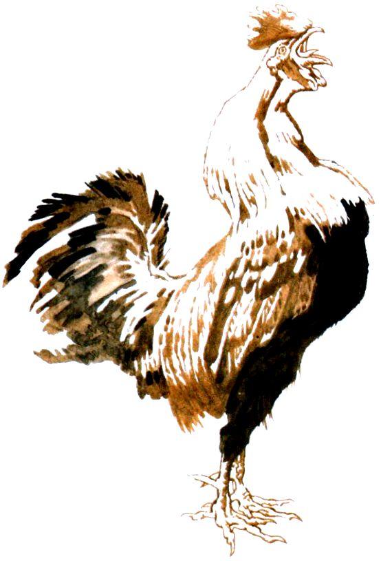 Бедовая курица. Иллюстрация № 2