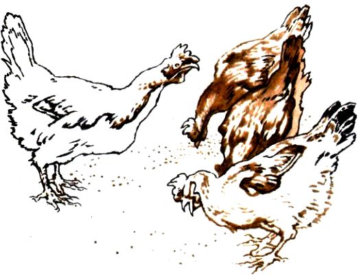 Бедовая курица. Иллюстрация № 4