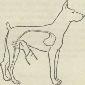 Здоровье Вашей собаки. Иллюстрация № 5