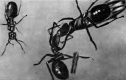 Операция «Лесные муравьи». Иллюстрация № 40