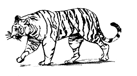 Парящий тигр. Иллюстрация № 4
