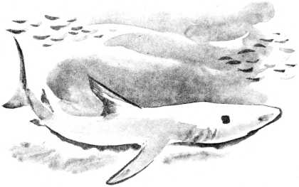 Акула. Иллюстрация № 4