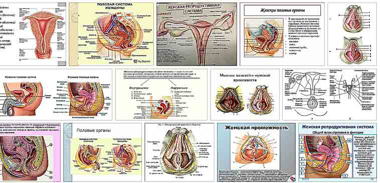Женские половые органы таблица. Строение половых органов у девочек. Анатомия половых органов девушки. Строение половых органов для детей. Учебник анатомии половые органы.