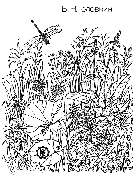 О чем говорят названия растений. Иллюстрация № 1