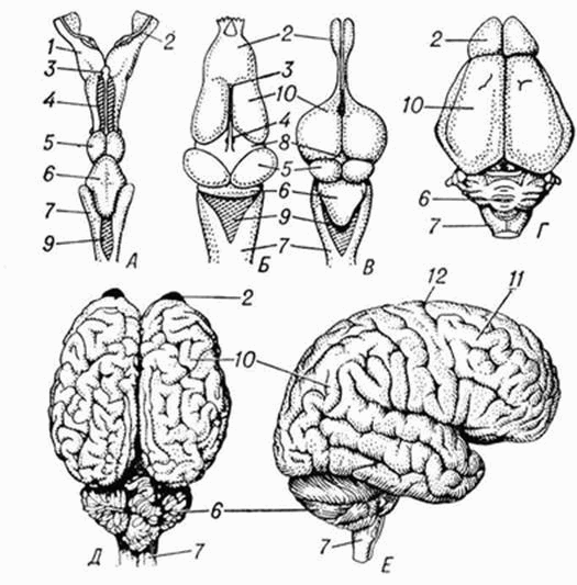 Функция головного мозга животных. Строение головного мозга млекопитающих. Мозг млекопитающих сбоку. Головной мозг млекопитающих животных строение. Головной мозг хордовых ЕГЭ.