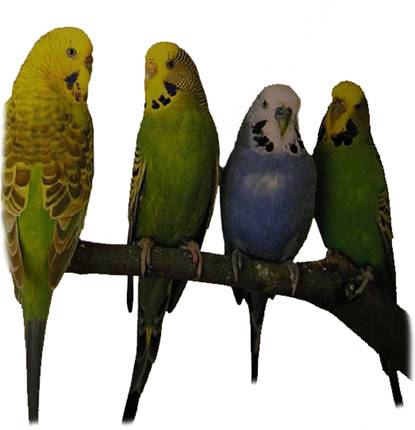 Волнистые попугаи. Иллюстрация № 4