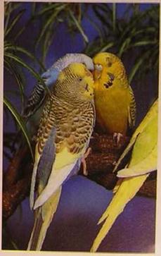 Волнистые попугаи. Иллюстрация № 11