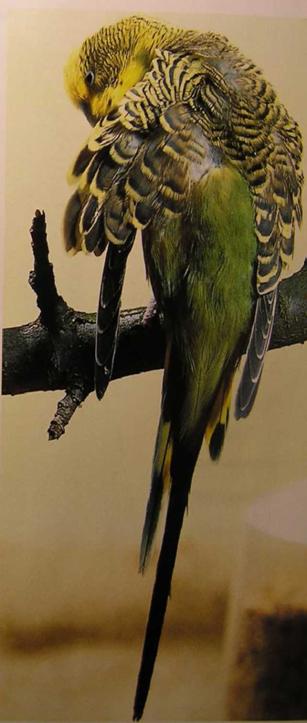 Волнистые попугаи. Иллюстрация № 15