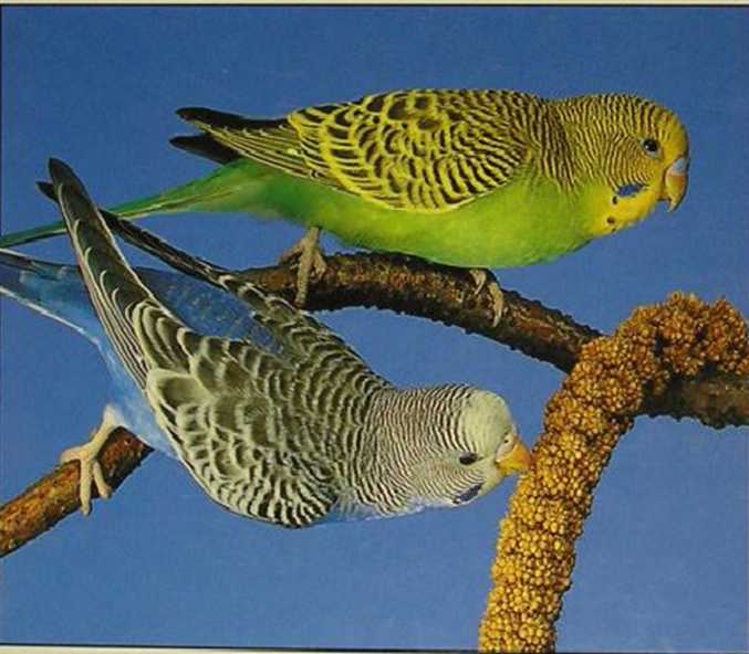 Волнистые попугаи. Иллюстрация № 190