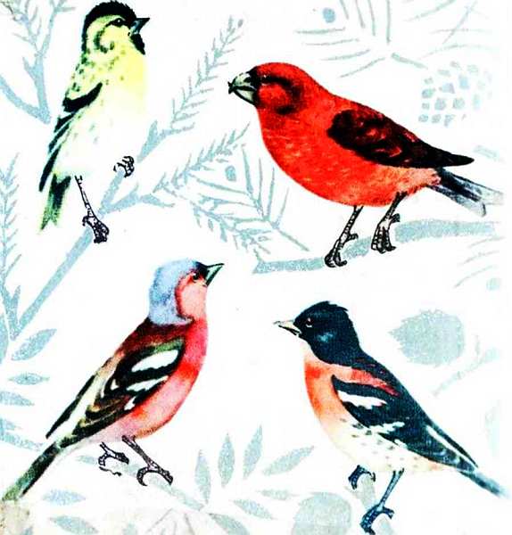 Певчие птицы. Иллюстрация № 76