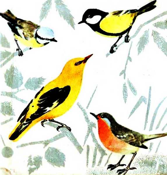 Певчие птицы. Иллюстрация № 77