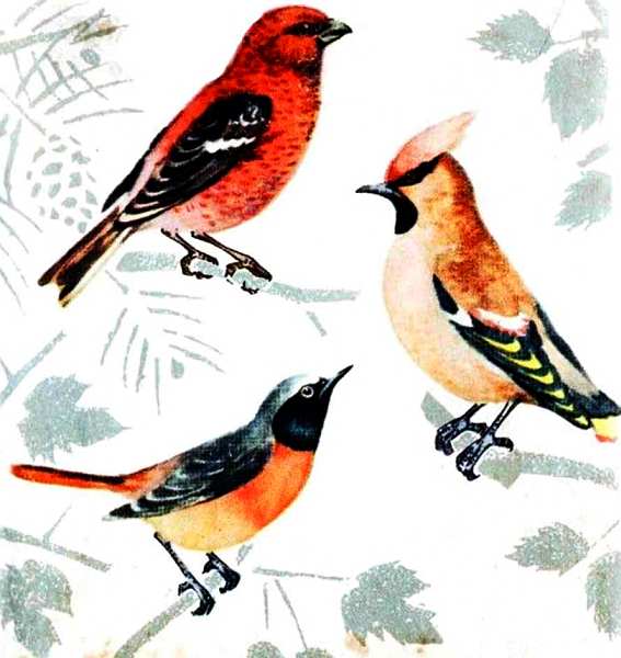 Певчие птицы. Иллюстрация № 78