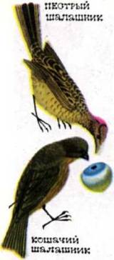 Мир животных Том 3 Птицы. Иллюстрация № 396