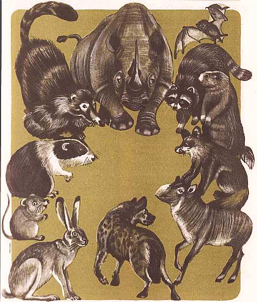Соседи по планете Млекопитающие. Иллюстрация № 42