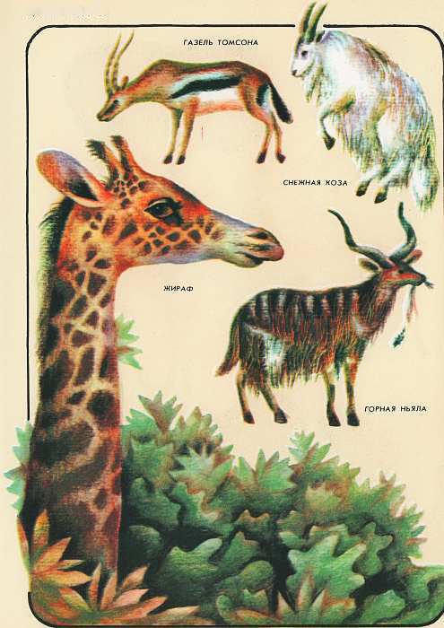 Соседи по планете Млекопитающие. Иллюстрация № 81