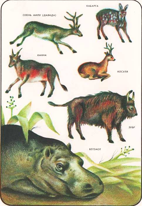 Соседи по планете Млекопитающие. Иллюстрация № 84