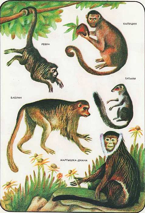 Соседи по планете Млекопитающие. Иллюстрация № 90