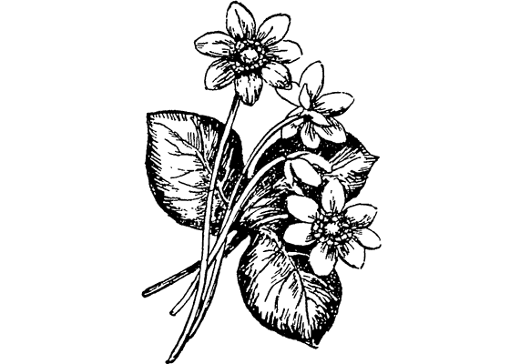 Из жизни растений. Иллюстрация № 4