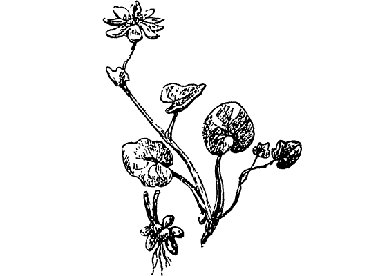 Из жизни растений. Иллюстрация № 9