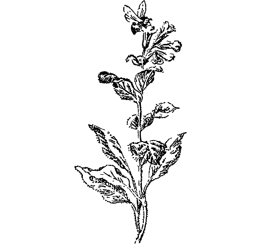 Из жизни растений. Иллюстрация № 10
