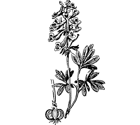 Из жизни растений. Иллюстрация № 11