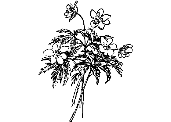 Из жизни растений. Иллюстрация № 12