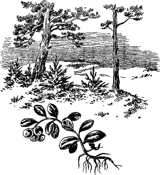Из жизни растений. Иллюстрация № 48