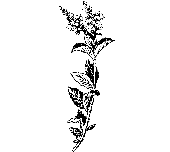 Из жизни растений. Иллюстрация № 49