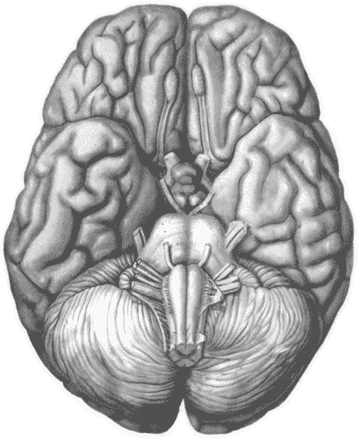 Штурм мозга. Иллюстрация № 1