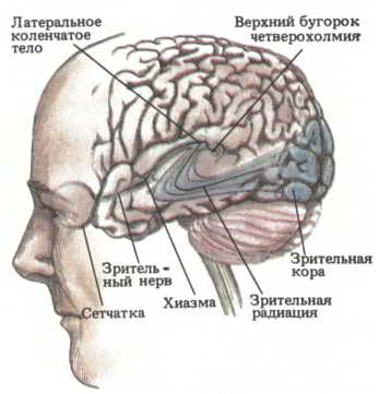 Мозг, разум и поведение. Иллюстрация № 3