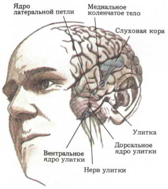 Мозг, разум и поведение. Иллюстрация № 4