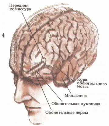 Мозг, разум и поведение. Иллюстрация № 5
