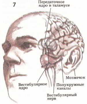 Мозг, разум и поведение. Иллюстрация № 8