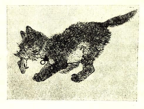 Жабка. Кіт. Собака. Иллюстрация № 11