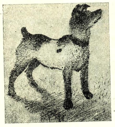 Жабка. Кіт. Собака. Иллюстрация № 13
