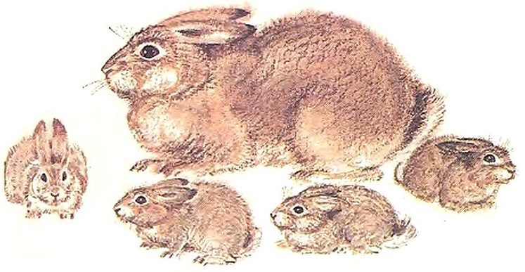 Чем кролик на зайца не похож. Иллюстрация № 2