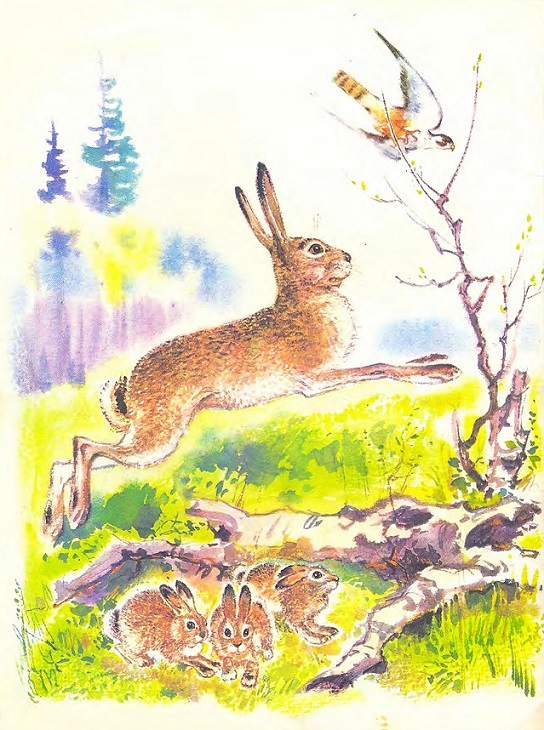 Чем кролик на зайца не похож. Иллюстрация № 3
