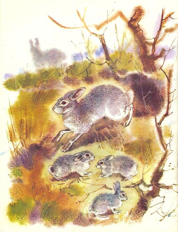 Чем кролик на зайца не похож. Иллюстрация № 5
