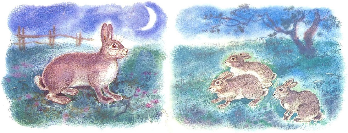 Чем кролик на зайца не похож. Иллюстрация № 7
