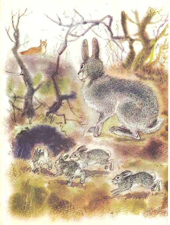Чем кролик на зайца не похож. Иллюстрация № 8