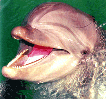 Лоб дельфина. Вырост на лбу у дельфина. Дельфин со лбом.