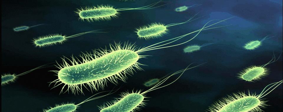Бактерии. Иллюстрация № 1