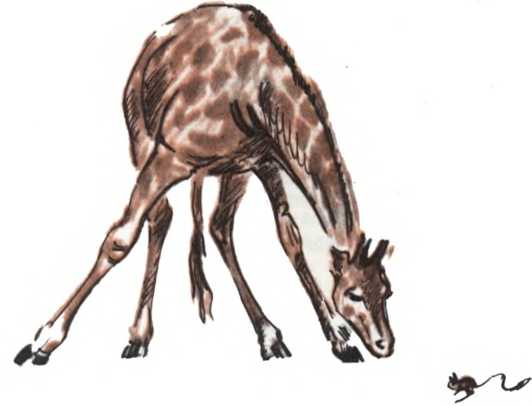 На рисунке изображен жираф. Зоологические иллюстрации. Лось и Жираф. Бебра рисунок животного.