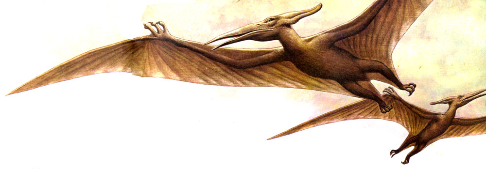 Жила на свете птеранодон. Птеранодон иллюстрация 1910. Джексон Птеранодон. Турок Птеранодон. Птеранодон и человек.