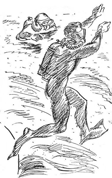 Ластоногие пловцы. Иллюстрация № 1