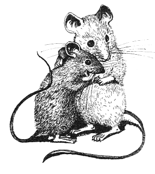Школьная мышь. Иллюстрация № 18