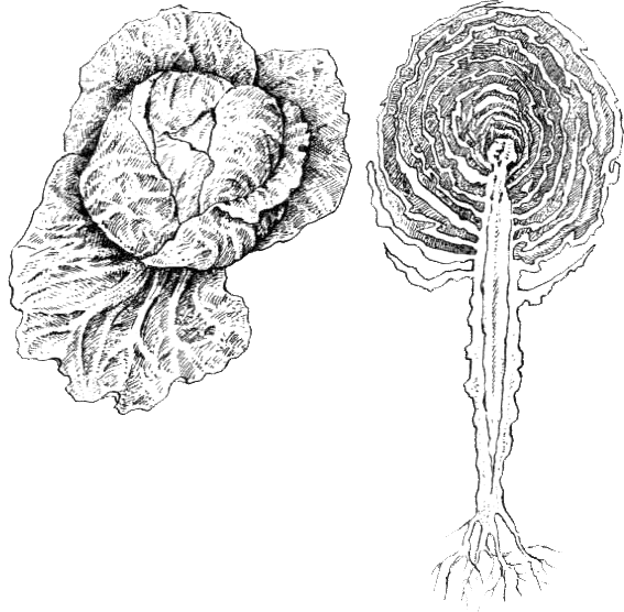 Покрытосеменные растения. Иллюстрация № 3